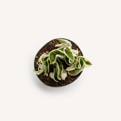 Hoya 'Hindu Rope' Variegated
