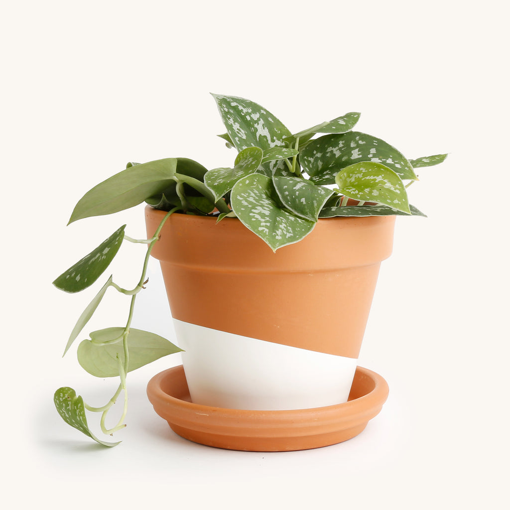 pothos in terracotta Scindapsus, Satin pothos – Horti