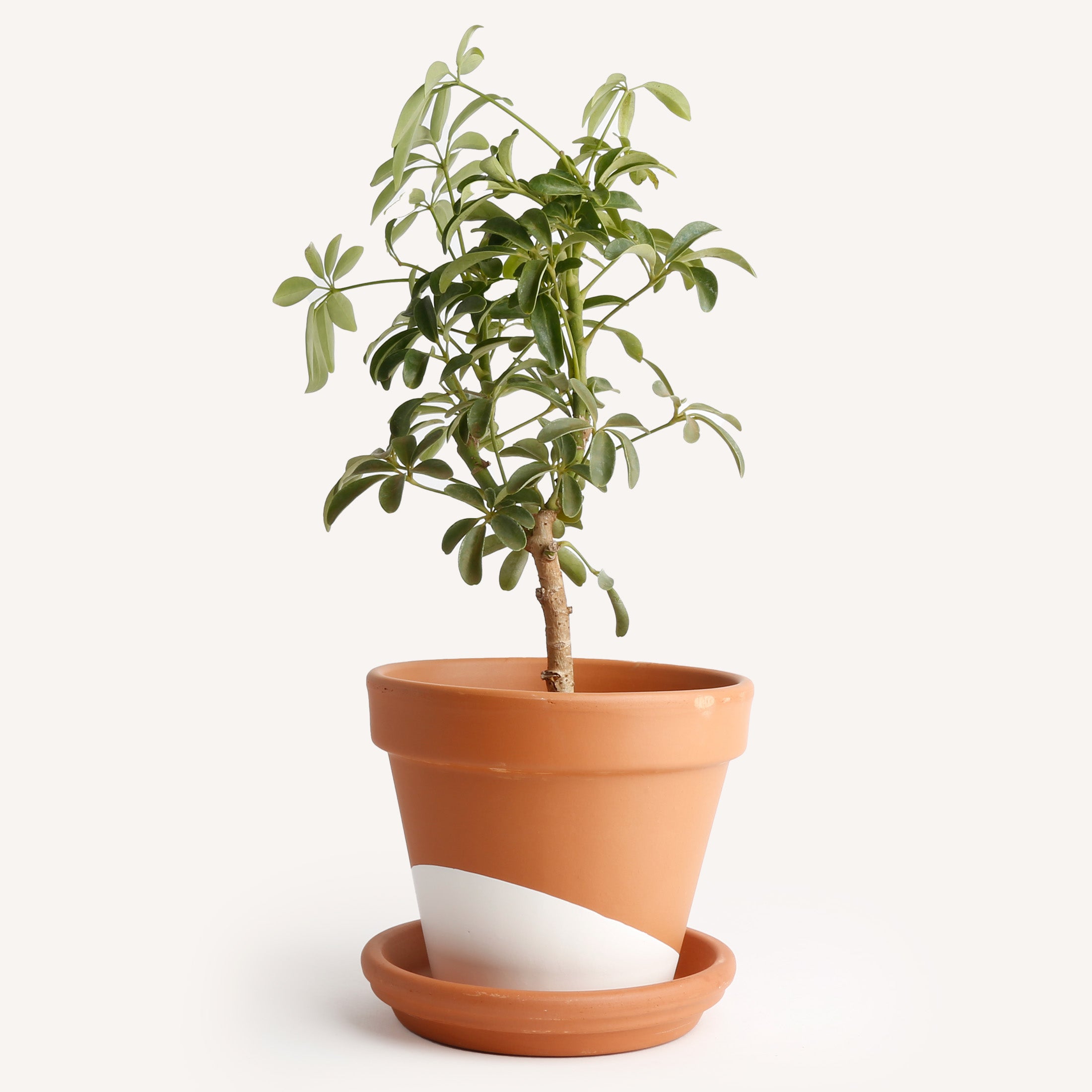 Schefflera Compacta | Indoor House Plants Delivered to