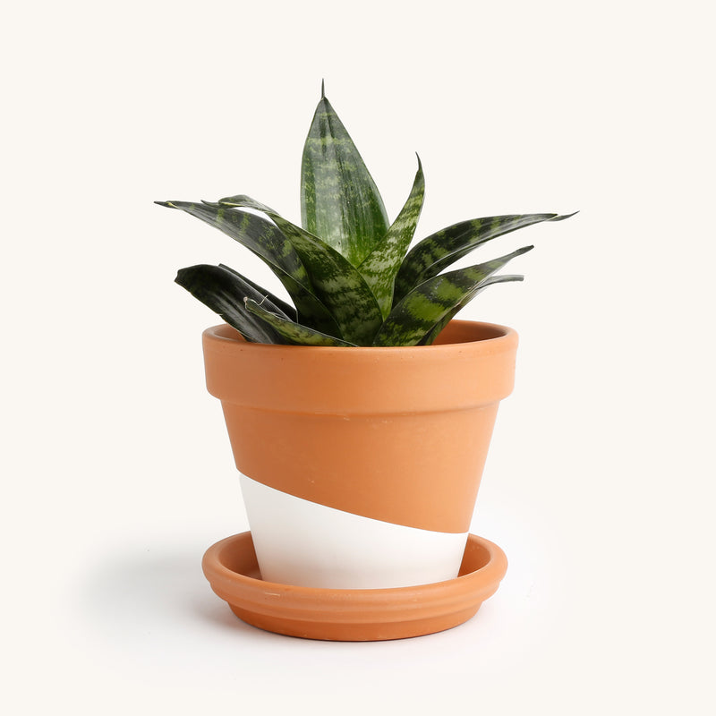 dwarf snake plant for sale Sansevieria Snake, Dwarf – Horti