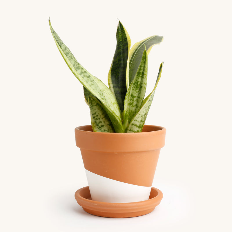 snake plant with white pot Sansevieria Snake, Tall – Horti