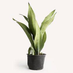 Sansevieria Moonshine