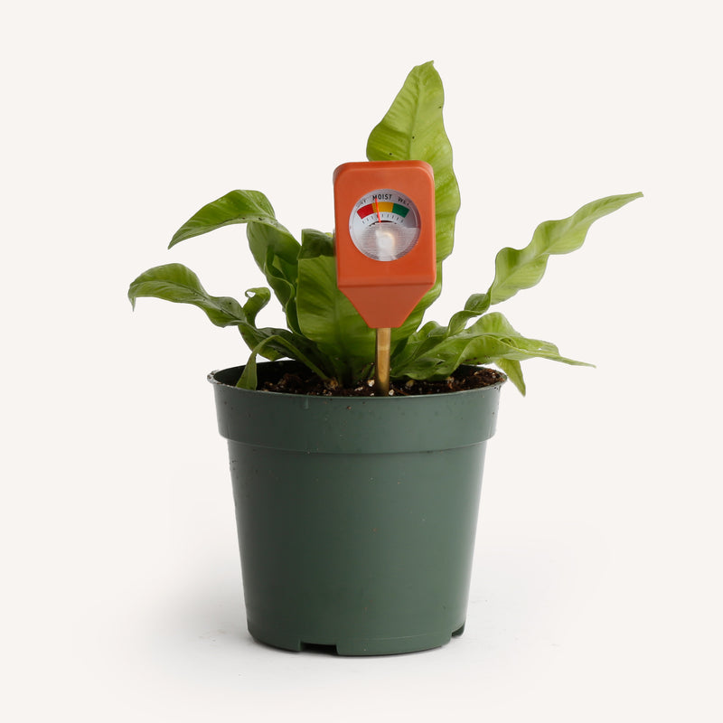 plant pot hydrometer Garden Hydrometer – Horti