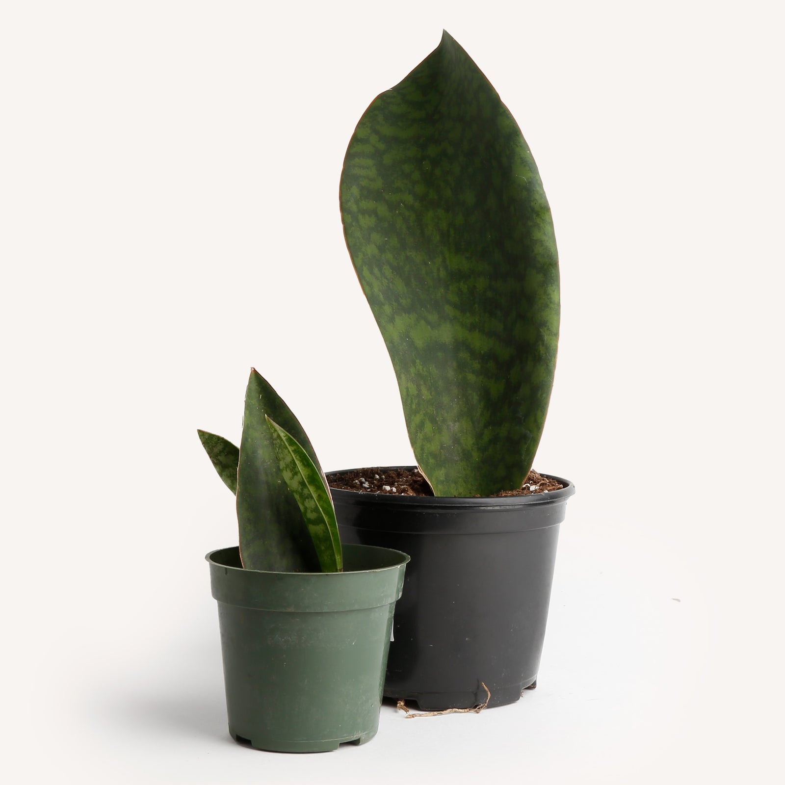 whalefin snake plant Sansevieria Whale Fin – Horti