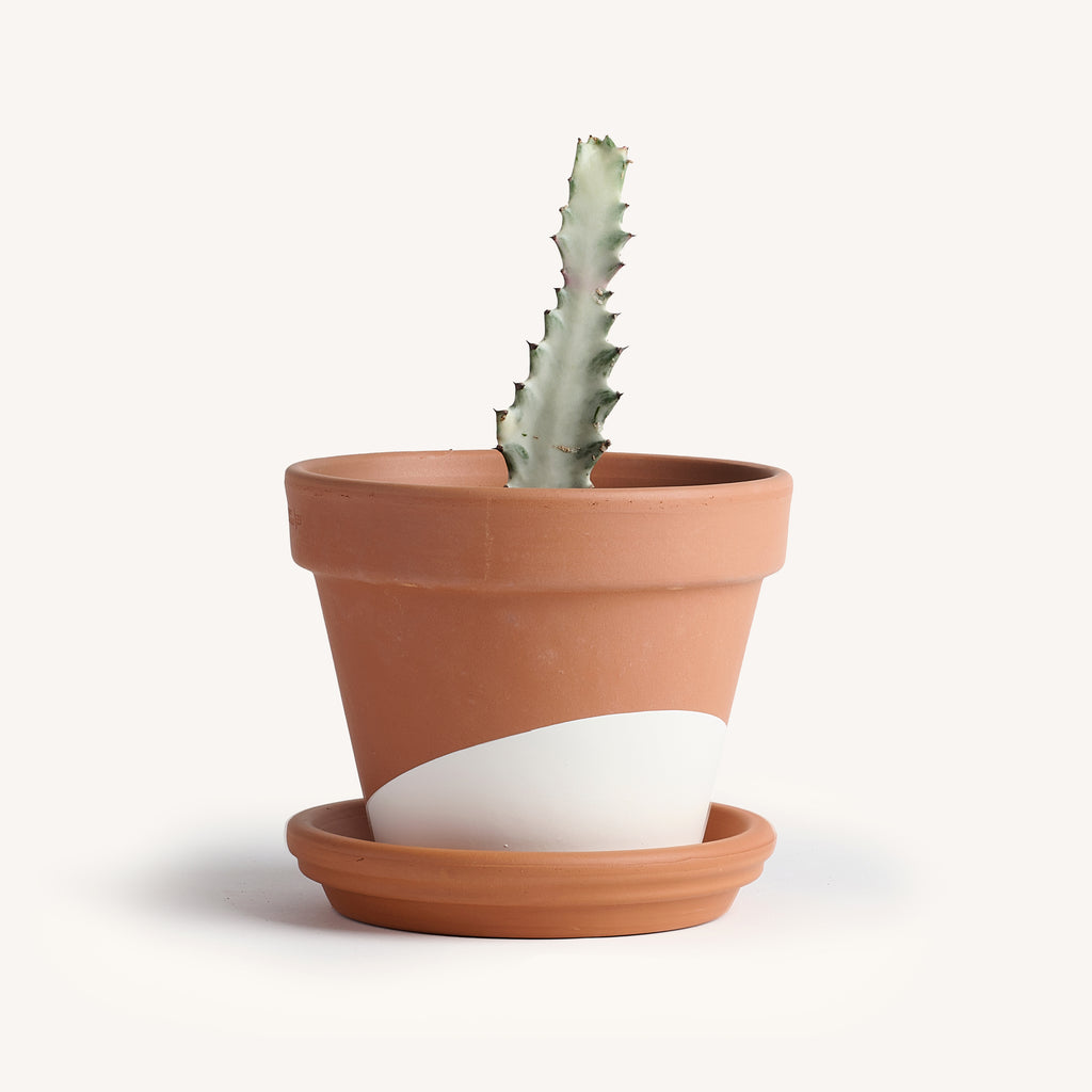 White Ghost Cactus – Horti