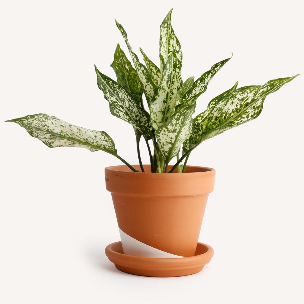 aglaonema wintry winehouse care Aglaonema White Variegata – Horti