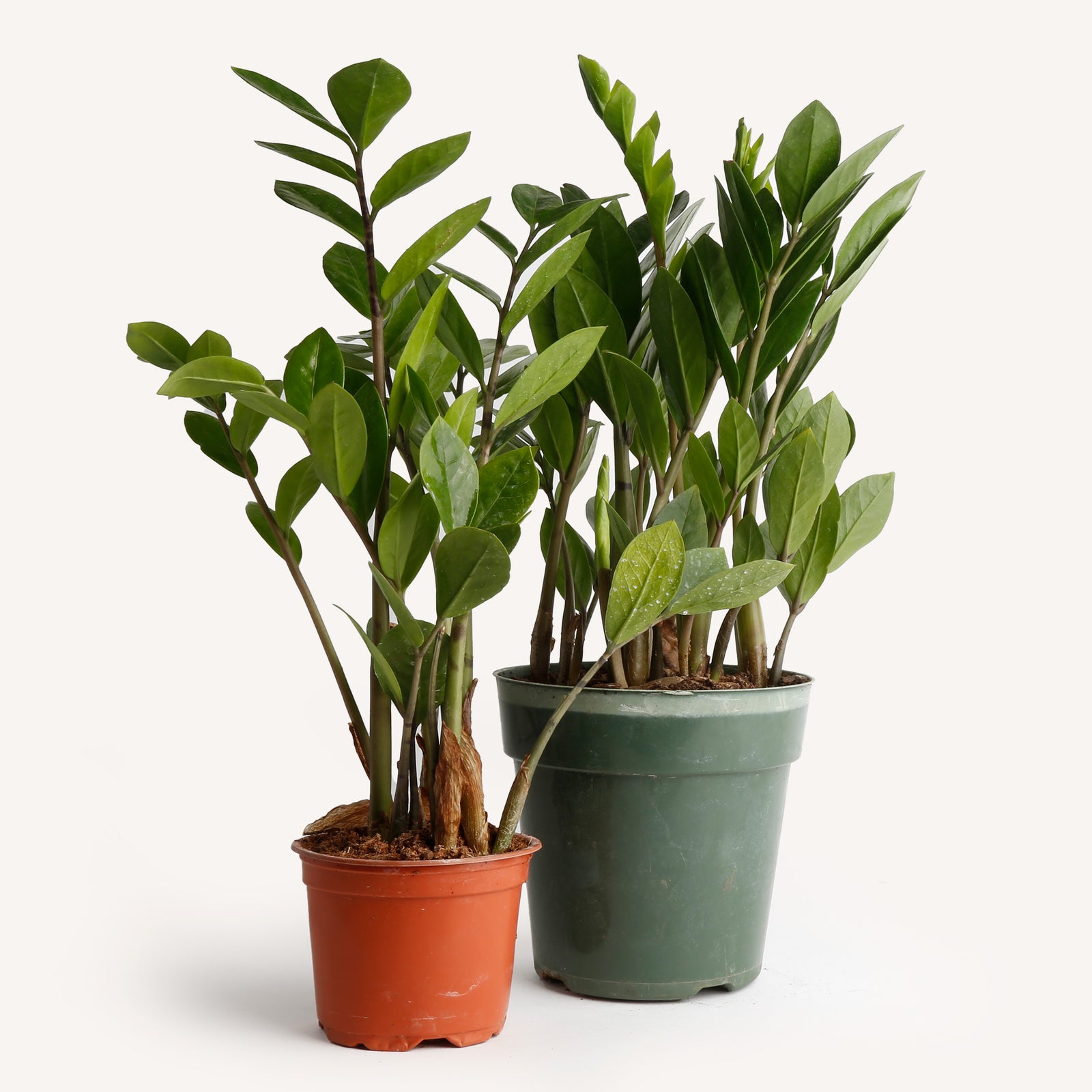 Zamioculus Zamifolia / ZZ – Horti