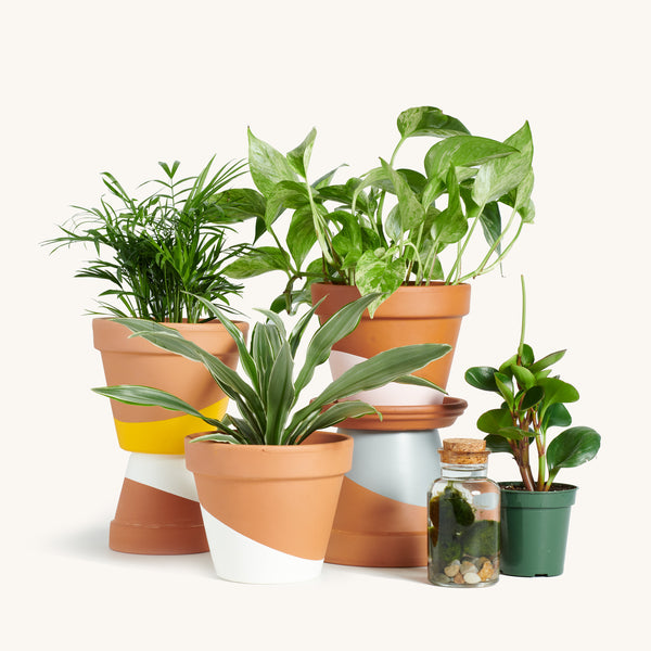 6 month plant subscription