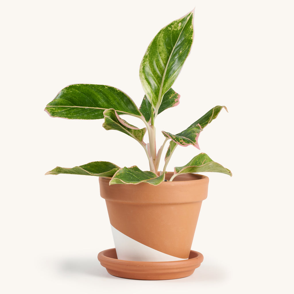Aglaonema Siam Pink – Horti