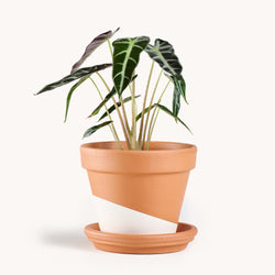 Alocasia Bambino
