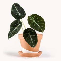 Alocasia Reginula 'Black Velvet'