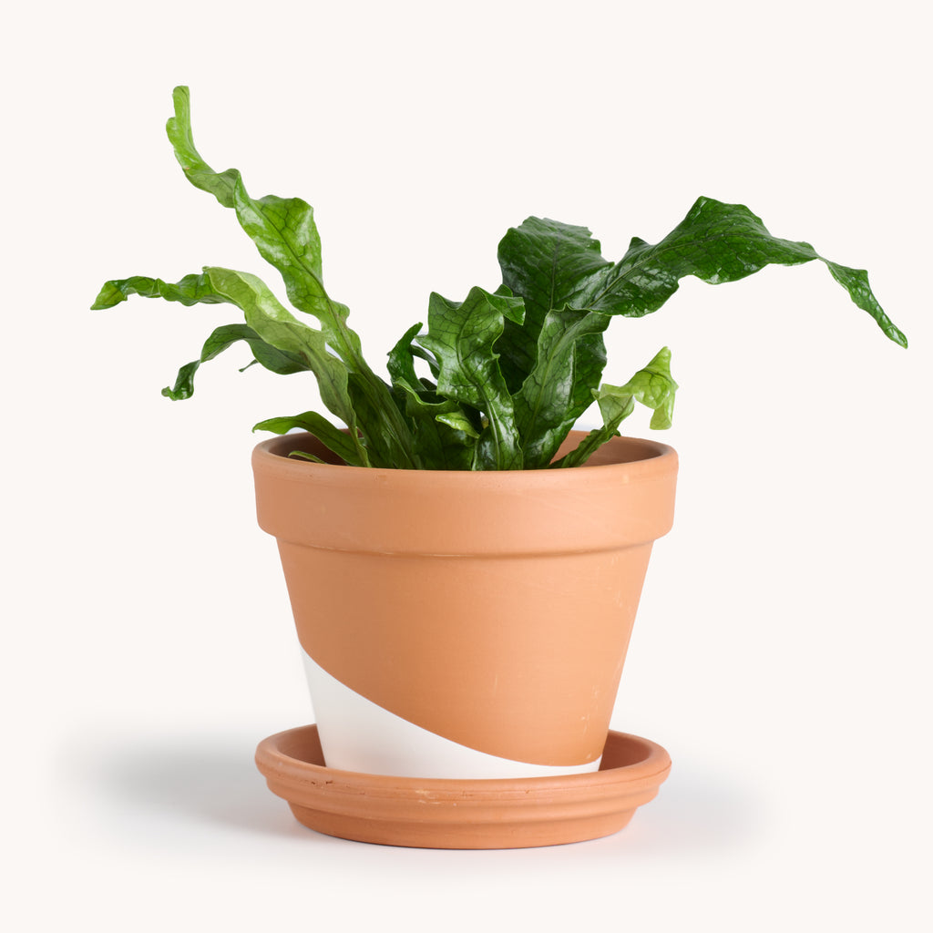 crocodile plant pot Crocodile fern – Horti