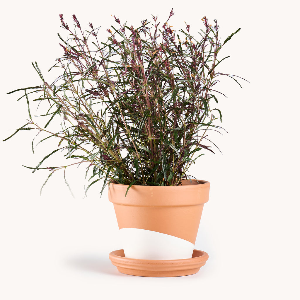 Dragon's Tongue – Horti