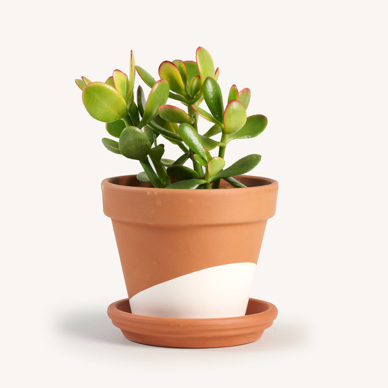 jade plants in terracotta pots Crassula Jade – Horti