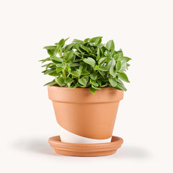 peperomia orba pixie