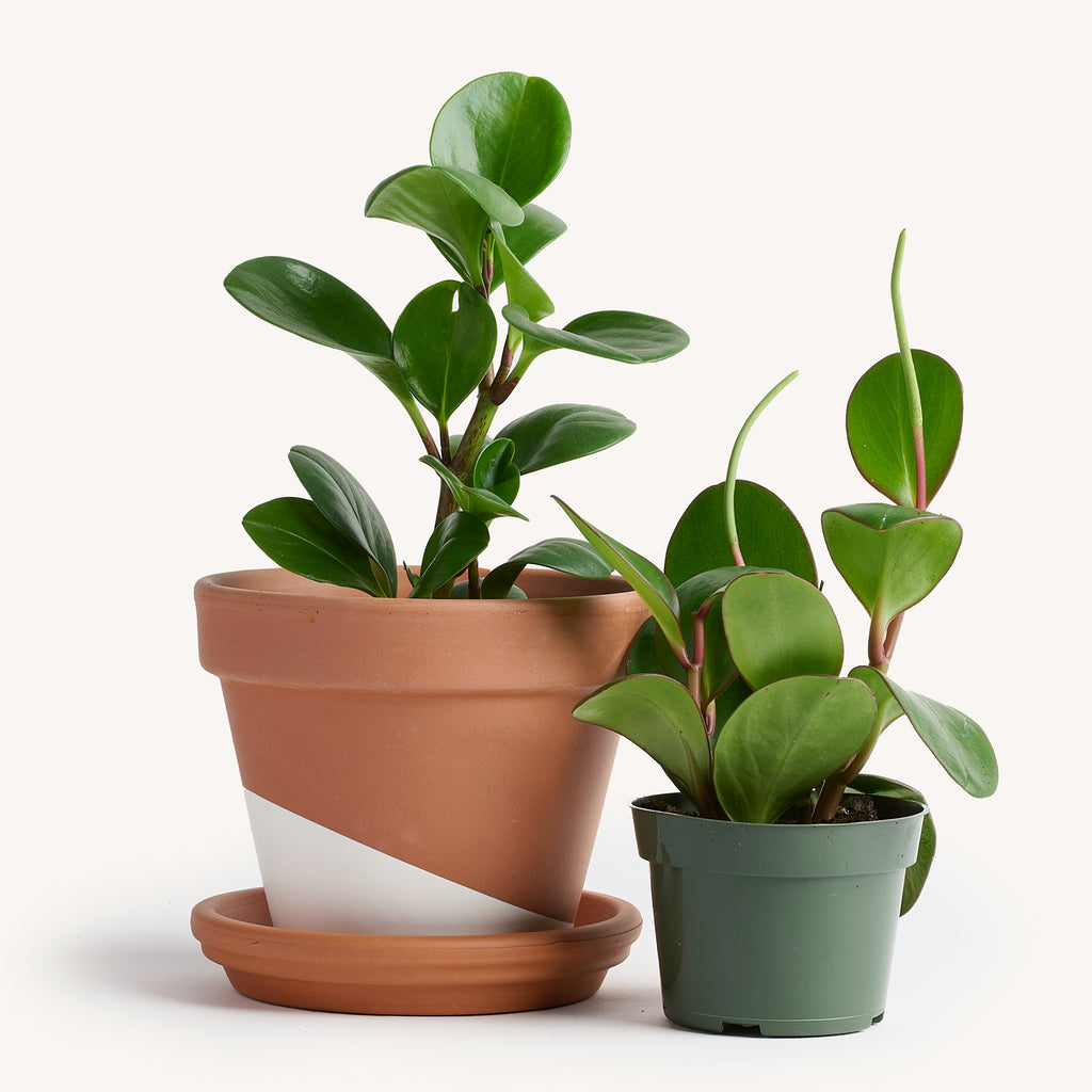 house plants peperomia Peperomia Green – Horti