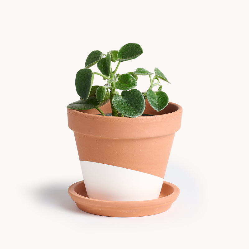 Cupid Peperomia 4 Mini Hanging Basket/Saucer - Easy to Grow