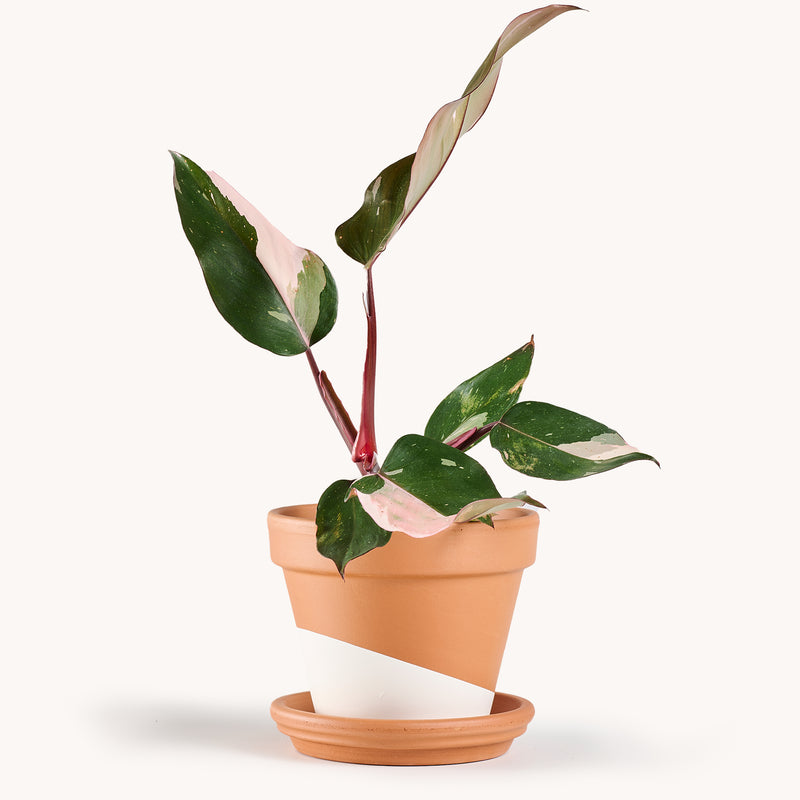 cotton candy pink princess philodendron Philodendron Pink Princess – Horti