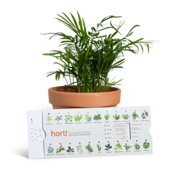 Houseplant Quickie