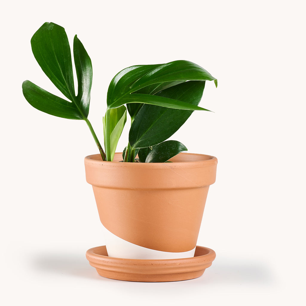 Rhaphidophora Decursiva – Horti