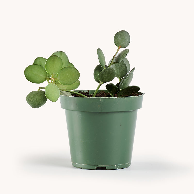silver dollar succulent grow pot