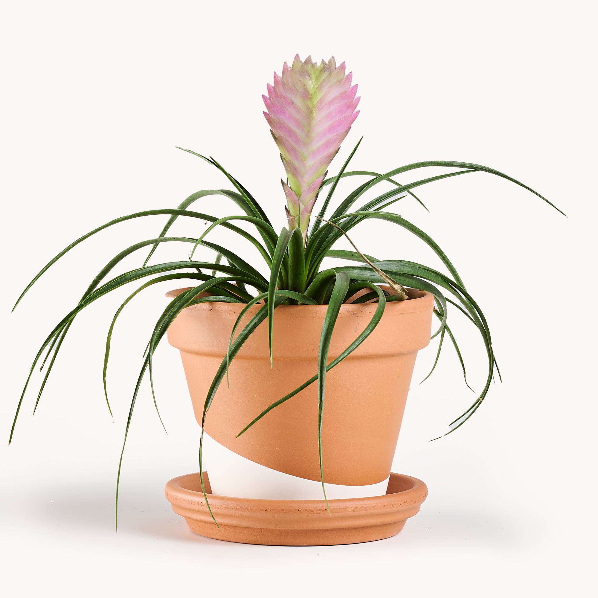 Tillandsia cyanea ‘White' T'S TROPICALS Tillandsia cyanea 'White' T'S TROPICALS