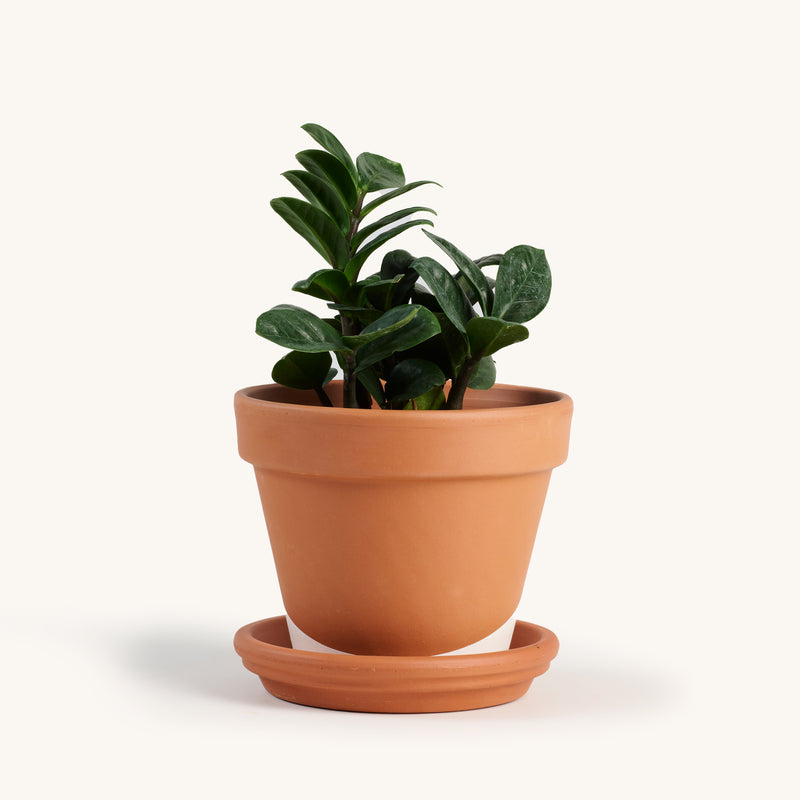 zz plant terracotta pot Zamioculcus Zamiifolia / 'Zenzi' – Horti