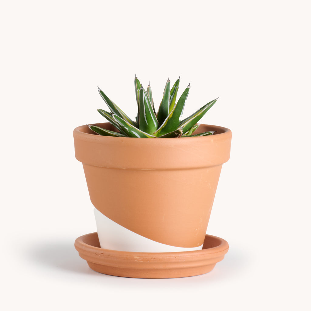 Agave Victoria Reginae Variegated – Horti