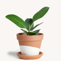 Ficus Audrey
