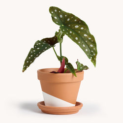 Begonia Maculata