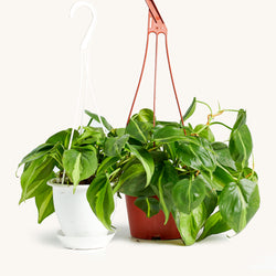 Philodendron Hanging Basket