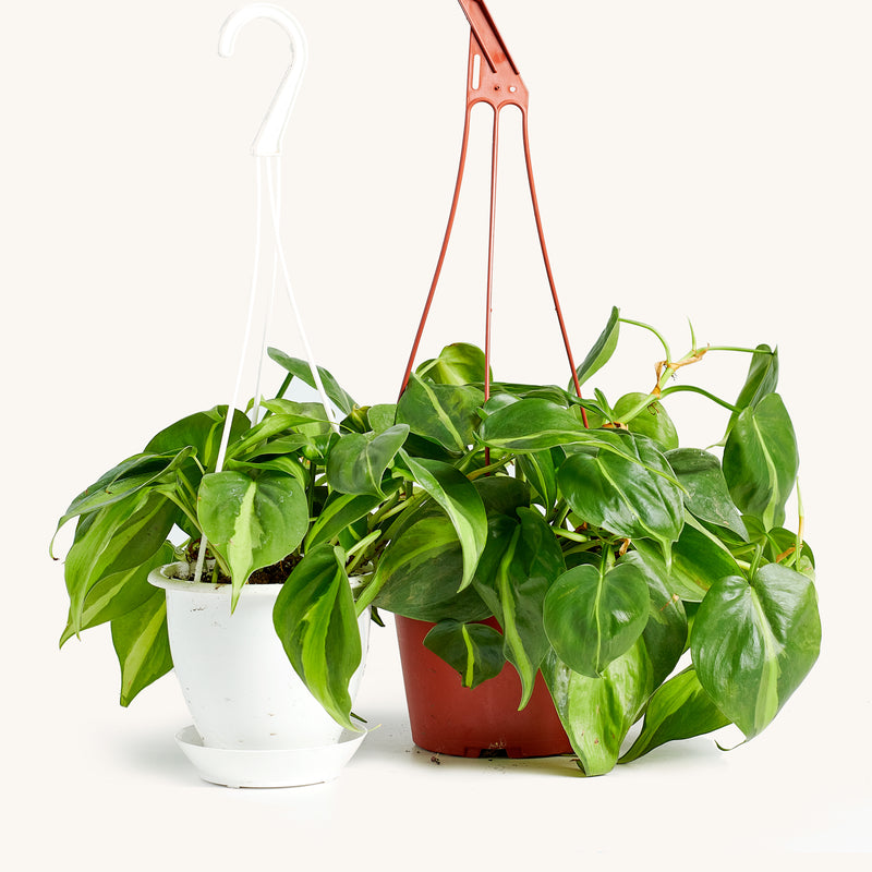 Philodendron Hanging Basket