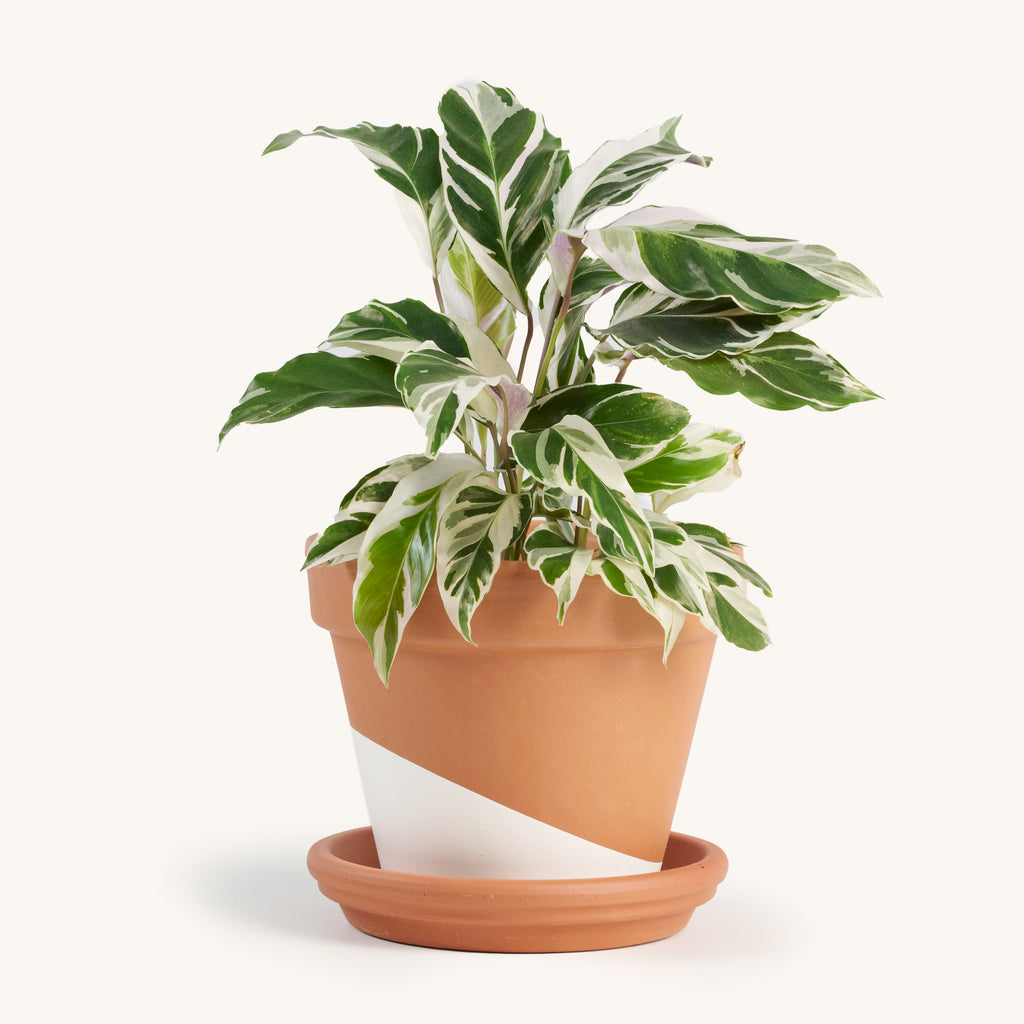 Calathea White Fusion – Horti