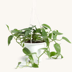 Cebu Blue Hanging Basket