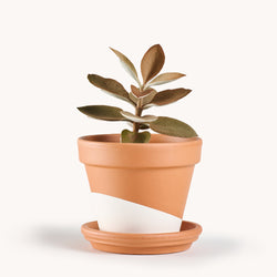 Kalanchoe orgyalis Copper Spoons