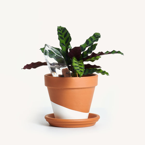 Shop Curated Indoor Plant Kits at Horti