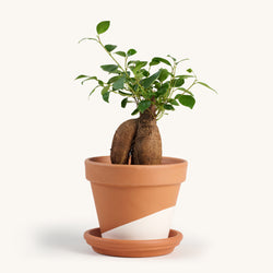 Ficus Ginseng