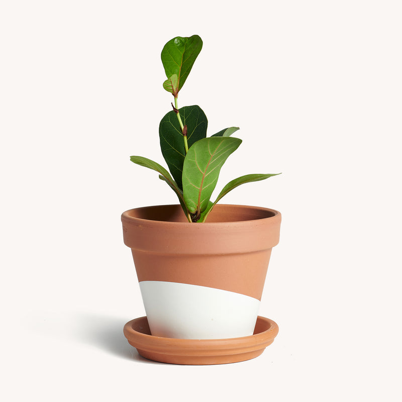 terracotta pot for fiddle leaf fig Ficus Lyrata / Fiddle-leaf fig – Horti