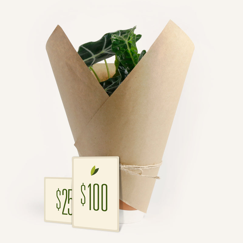 Physical gift card