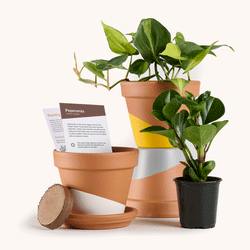 Quarterly Plant Subscription