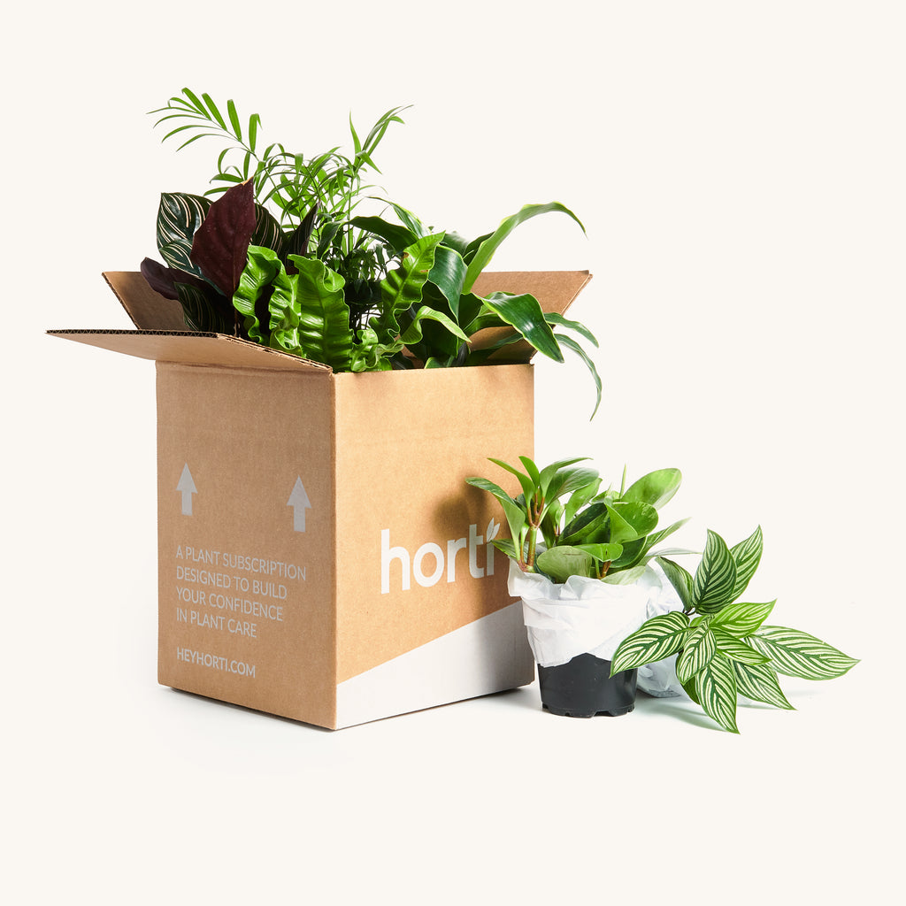 Order a Jungle™ – Horti