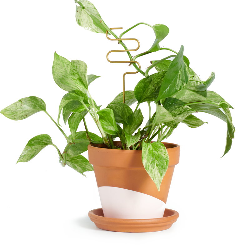 Plant sticks  Indoor House Plants Delivered to Your Do