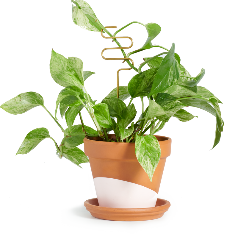 sticks for plant pots Plant sticks – Horti