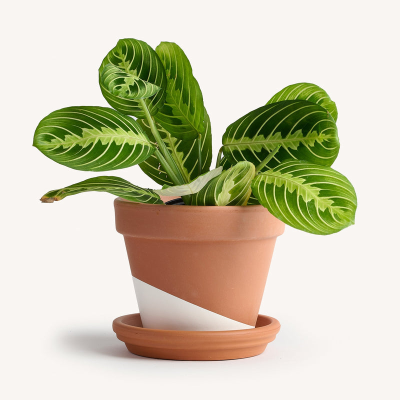 lemon lime prayer plant for sale Maranta Prayer Lemon Lime – Horti