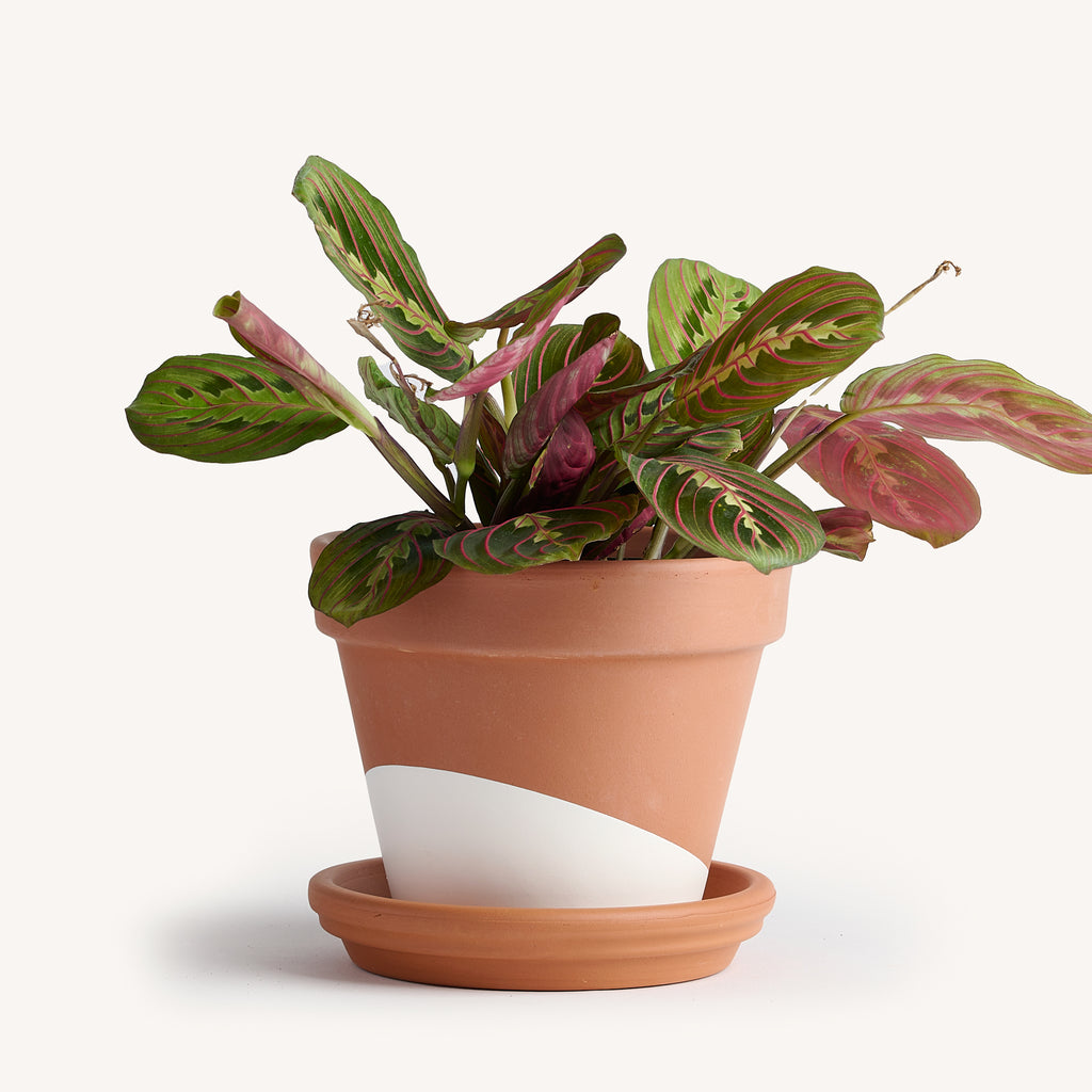 calathea maranta red prayer plant Maranta Prayer Red – Horti