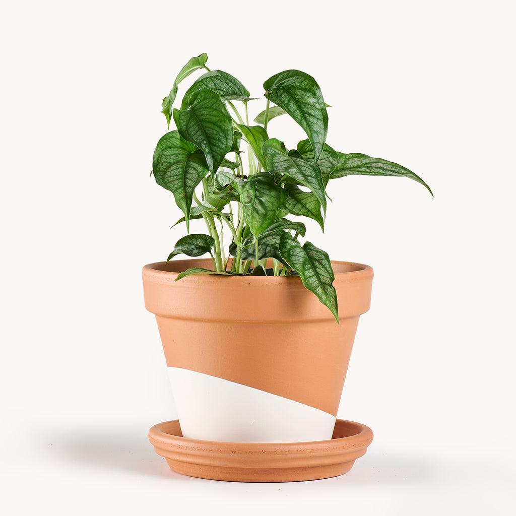 monstera siltepecana mature Monstera Siltepecana – Horti