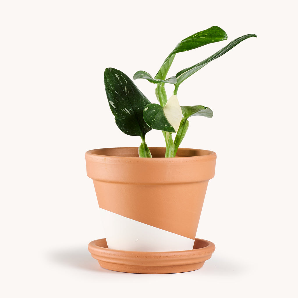 monstera albo standleyana Monstera Standleyana 'Albo' – Horti