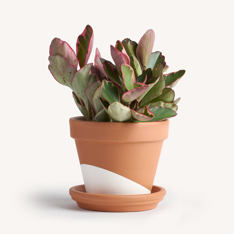 succulent with pink edges Peperomia Ginny Pink-edge – Horti