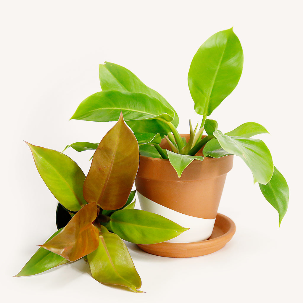 philodendron prem pgh Philodendron hybrid – Horti