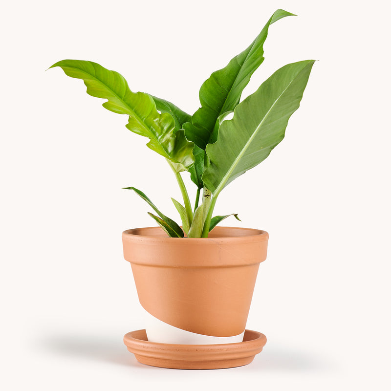 philodendron narrow leaf Philodendron Narrow Escape – Horti